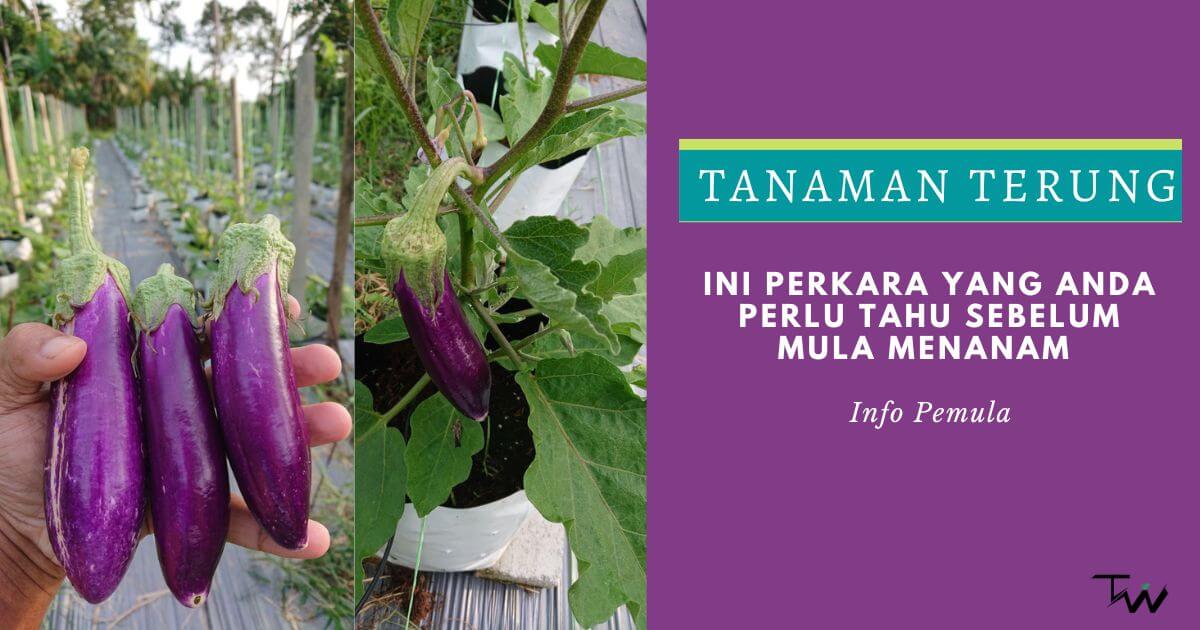6 perkara yang perlu tahu untuk tanaman terung di malaysia